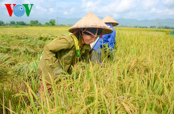 ផលិតស្រូវអង្ករតាមបទដ្ឋានអន្តរជាតិដើម្បីលើកកំពស់សមត្ថភាពប្រកួតប្រជែង - ảnh 3